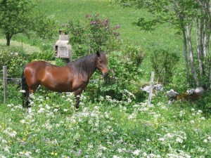 descente cheval cottaves