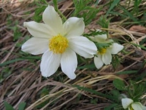 f anemone pulsatille