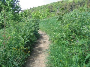 montee prairie