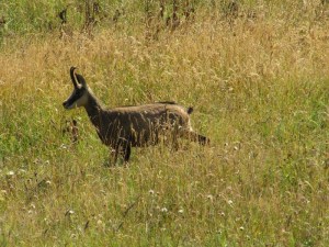 sommet chamois