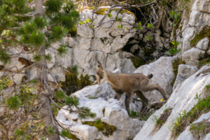 Arche-a-l-aiguille-sangle-de-la-barrere-dent-crolles-23