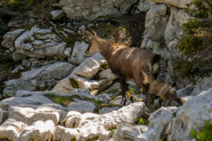 Arche-a-l-aiguille-sangle-de-la-barrere-dent-crolles-25