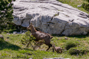 Arche-a-l-aiguille-sangle-de-la-barrere-dent-crolles-28