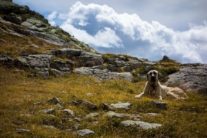 tuba-tour-grand-pinier-trek-3j-ecrins-11